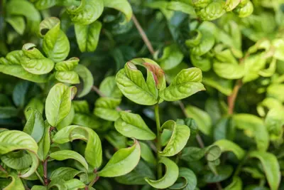 Leucothoe axillaris 'Curly Red'® (Leucothoe 'Curly Red') - afbeelding 13