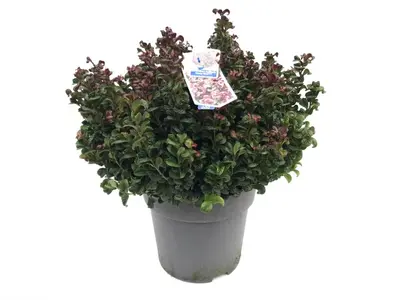 Leucothoe axillaris 'Curly Red'® (Leucothoe 'Curly Red') - afbeelding 1