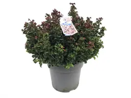 Leucothoe axillaris 'Curly Red'® (Leucothoe 'Curly Red') - afbeelding 1