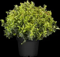 Leucothoe axillaris 'Curly Red'® (Leucothoe 'Curly Red') - afbeelding 8