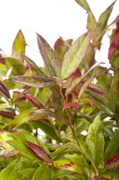 Leucothoe axillaris 'Zeblid' (Druifheide 'Zeblid') - afbeelding 3