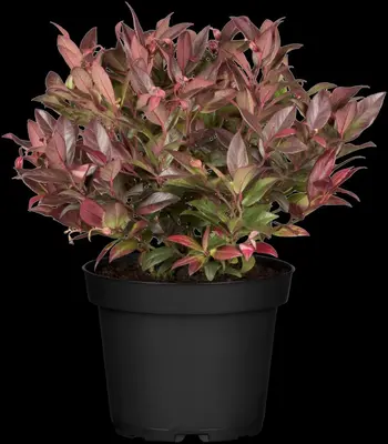 Leucothoe axillaris 'Zeblid' (Druifheide 'Zeblid') - afbeelding 7