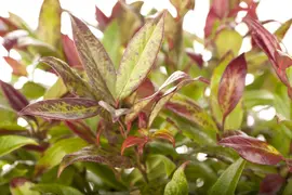 Leucothoe axillaris 'Zeblid' (Druifheide 'Zeblid') - afbeelding 2