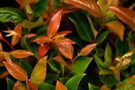 Leucothoe axillaris 'Zeblid' (Druifheide 'Zeblid') - afbeelding 4