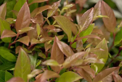 Leucothoe axillaris 'Zeblid' (Druifheide 'Zeblid') - afbeelding 5