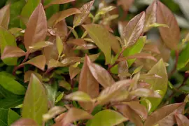 Leucothoe axillaris 'Zeblid' (Druifheide 'Zeblid') - afbeelding 5