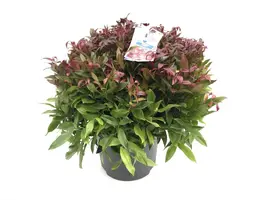 Leucothoe axillaris 'Zeblid' (Druifheide 'Zeblid') - afbeelding 1