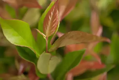 Leucothoe axillaris 'Zeblid' (Leucothoe) 20cm - afbeelding 2