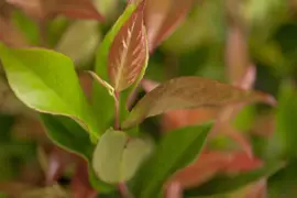 Leucothoe axillaris 'Zeblid' (Leucothoe) 20cm - afbeelding 2