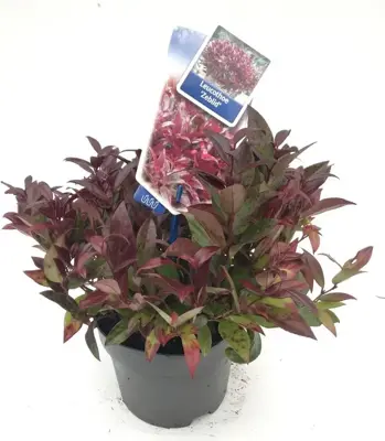 Leucothoe axillaris 'Zeblid' (Leucothoe) 20cm - afbeelding 1