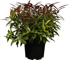 Leucothoe keiskei 'Burning Love' (Druifheide 'Burning Love') kopen?