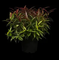 Leucothoe keiskei 'Burning Love' (Druifheide 'Burning Love') - afbeelding 2