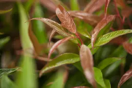 Leucothoe keiskei 'Burning Love' (Druifheide 'Burning Love') - afbeelding 3