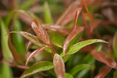 Leucothoe keiskei 'Burning Love' (Druifheide 'Burning Love') - afbeelding 4