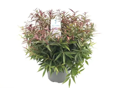 Leucothoe keiskei 'Burning Love' (Druifheide 'Burning Love') - afbeelding 1
