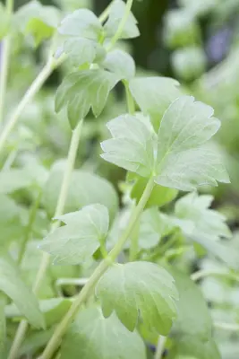 Levisticum officinale (Lavas) - afbeelding 5