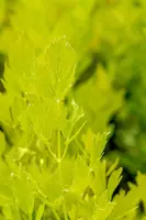 Levisticum officinale (Lavas) - afbeelding 14