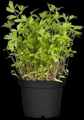 Levisticum officinale (Lavas) - afbeelding 4