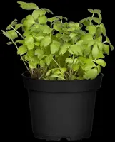 Levisticum officinale (Lavas) - afbeelding 9