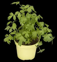 Levisticum officinale (Lavas) - afbeelding 12