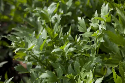 Levisticum officinale (Lavas) - afbeelding 1