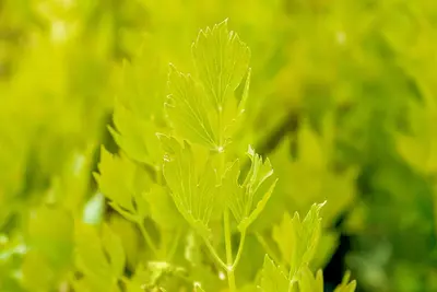 Levisticum officinale (Lavas) - afbeelding 13