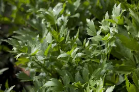 Levisticum officinale (lavas of maggiplant) 15cm - afbeelding 2