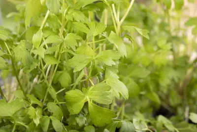Levisticum officinale (lavas of maggiplant) 15cm - afbeelding 8
