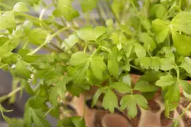 Levisticum officinale (lavas of maggiplant) 15cm - afbeelding 9
