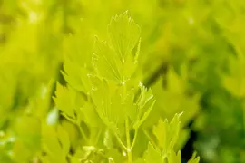 Levisticum officinale (lavas of maggiplant) 15cm - afbeelding 14