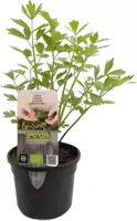 Levisticum officinale (lavas of maggiplant) 15cm - afbeelding 1