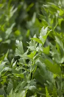 Levisticum officinale (lavas of maggiplant) 15cm - afbeelding 3