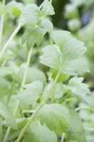 Levisticum officinale (lavas of maggiplant) 15cm - afbeelding 6