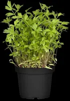Levisticum officinale (lavas of maggiplant) 15cm - afbeelding 5