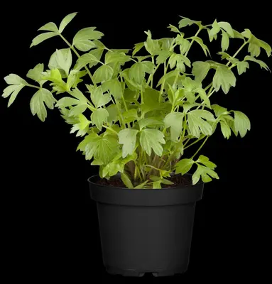 Levisticum officinale (lavas of maggiplant) 15cm - afbeelding 4