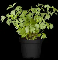 Levisticum officinale (lavas of maggiplant) 15cm - afbeelding 4