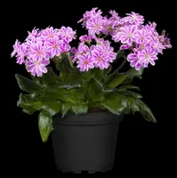 Lewisia Cotyledon (Bitterkruid) - afbeelding 51