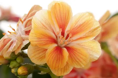 Lewisia Cotyledon (Bitterkruid) - afbeelding 8