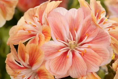 Lewisia Cotyledon (Bitterkruid) - afbeelding 7