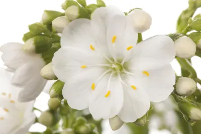 Lewisia Cotyledon (Bitterkruid) - afbeelding 12