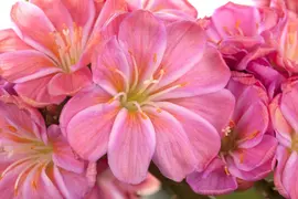 Lewisia Cotyledon (Bitterkruid) - afbeelding 14