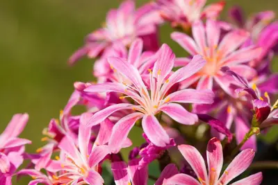 Lewisia Cotyledon (Bitterkruid) - afbeelding 32