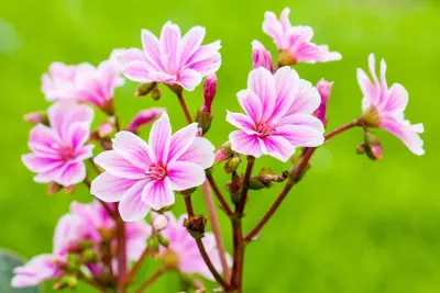 Lewisia Cotyledon (Bitterkruid) - afbeelding 44