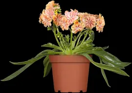 Lewisia Cotyledon (Bitterkruid) - afbeelding 4