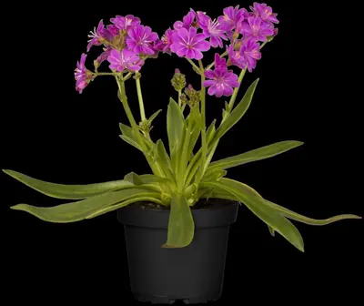 Lewisia Cotyledon (Bitterkruid) - afbeelding 40