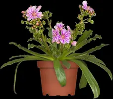 Lewisia Cotyledon (Bitterkruid) - afbeelding 5