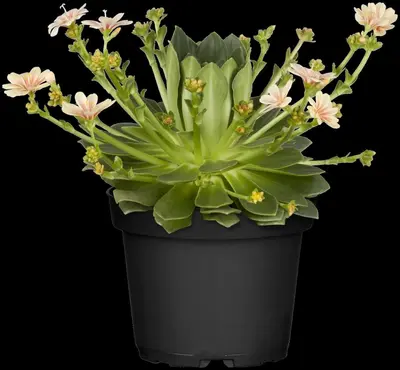 Lewisia Cotyledon (Bitterkruid) - afbeelding 47