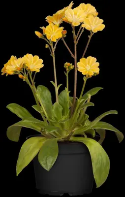 Lewisia cotyledon (Bitterkruid) - afbeelding 31