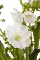 Lewisia cotyledon (Bitterkruid) - afbeelding 8
