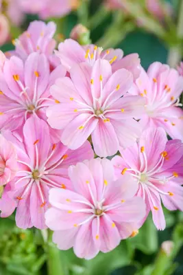 Lewisia cotyledon (Bitterkruid) - afbeelding 25